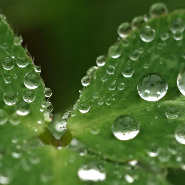 Droplets
