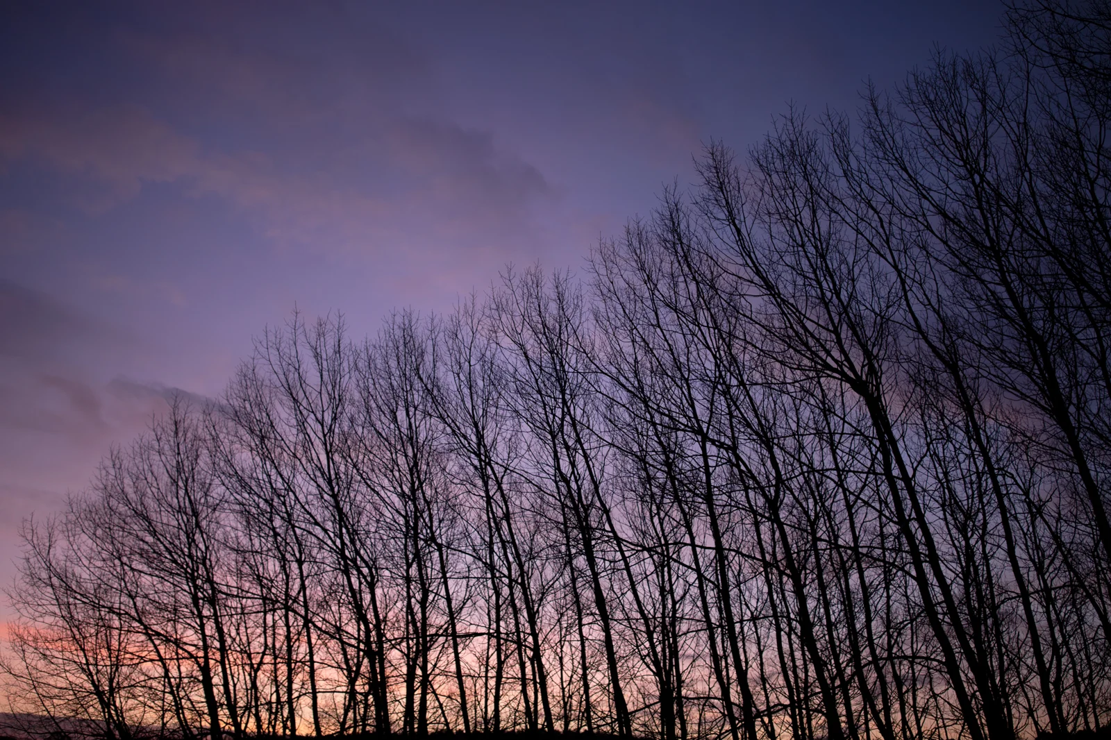 Bare winter trees silhouetted against a purple and pink twilight sky at dusk in woodland.