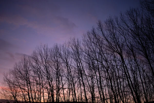 Bare winter trees silhouetted against a purple and pink twilight sky at dusk in woodland.