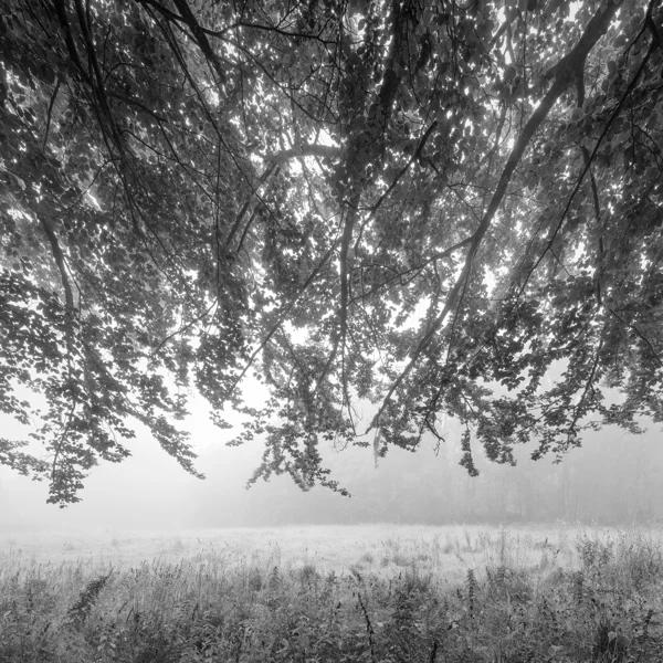 Overhanging tree branches and leaves above a misty woodland meadow at dawn in black and white