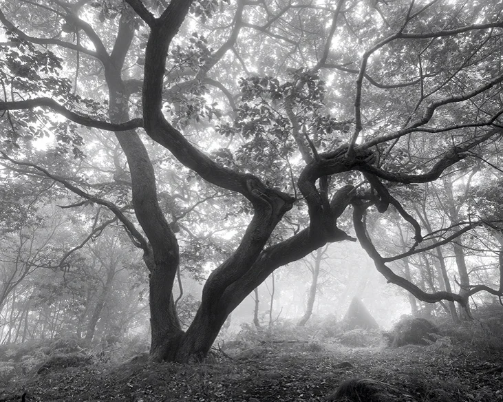 Deep in the forest