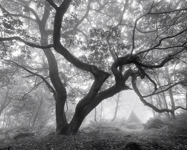 Deep in the forest