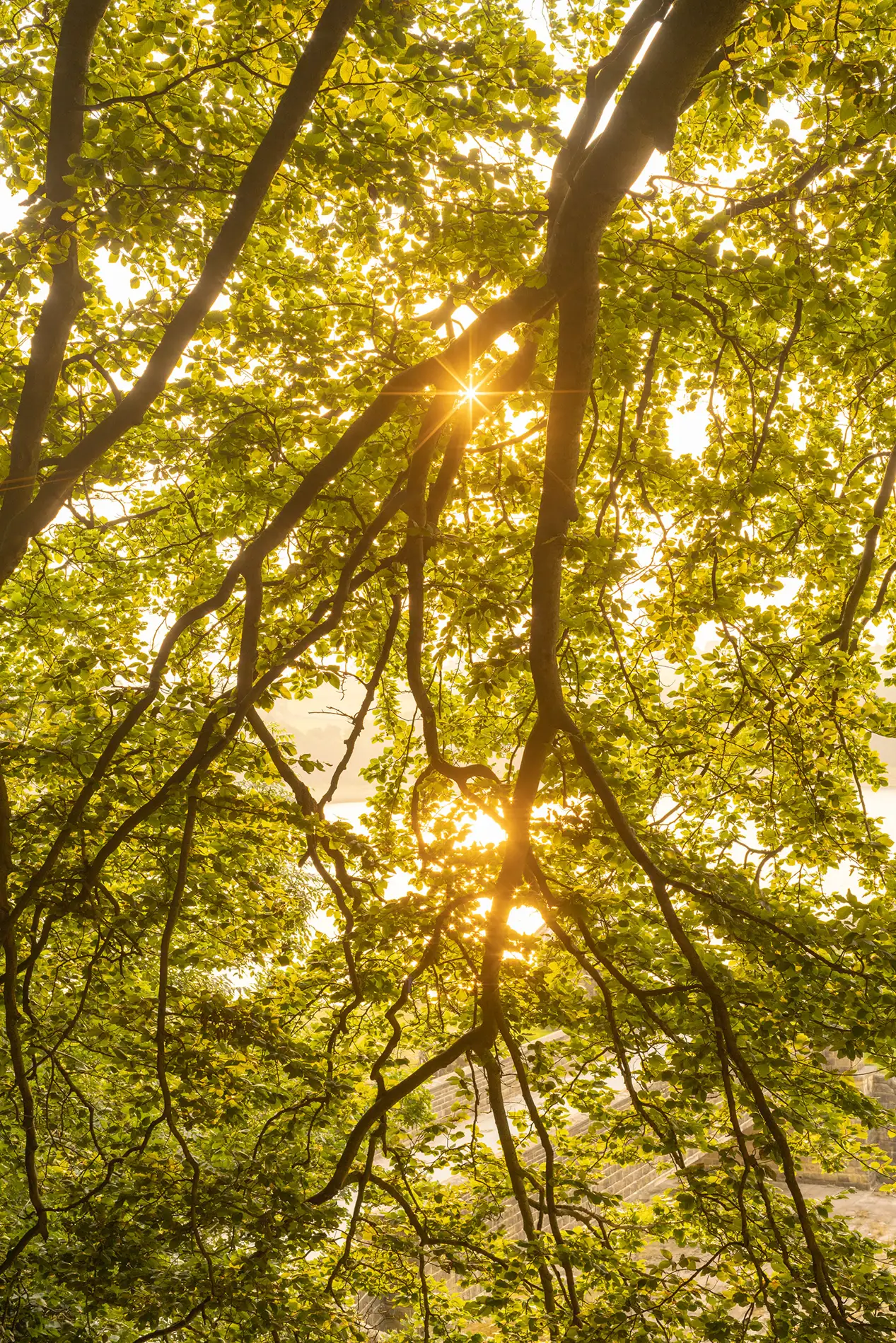 Sunburst through fresh green beech leaves and tangled branches at golden hour, woodland reservoir behind