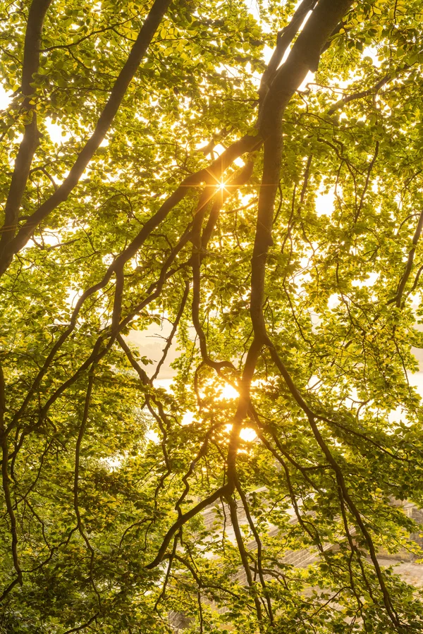 Sunburst through fresh green beech leaves and tangled branches at golden hour, woodland reservoir behind