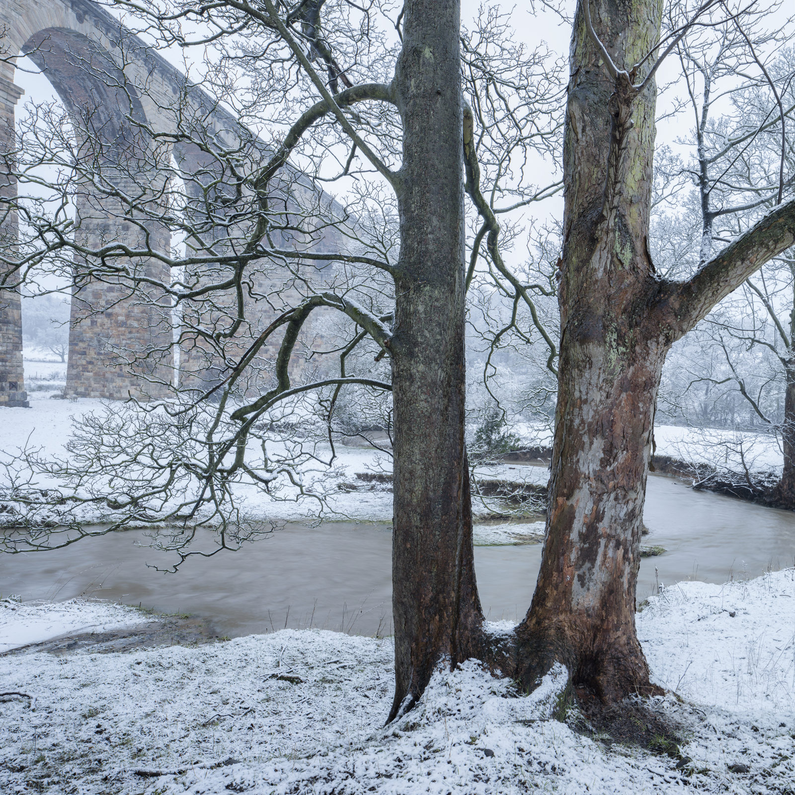 Two trees with the snow covered river Crimple and Crimple Viaduct in the background