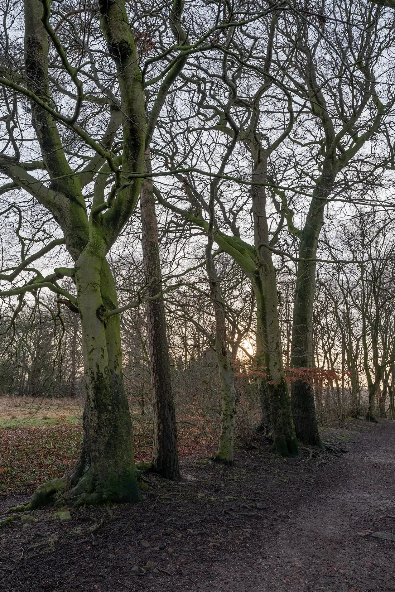 Moss-covered beech trees beside a woodland path at winter sunset, bare branches against a pale sky