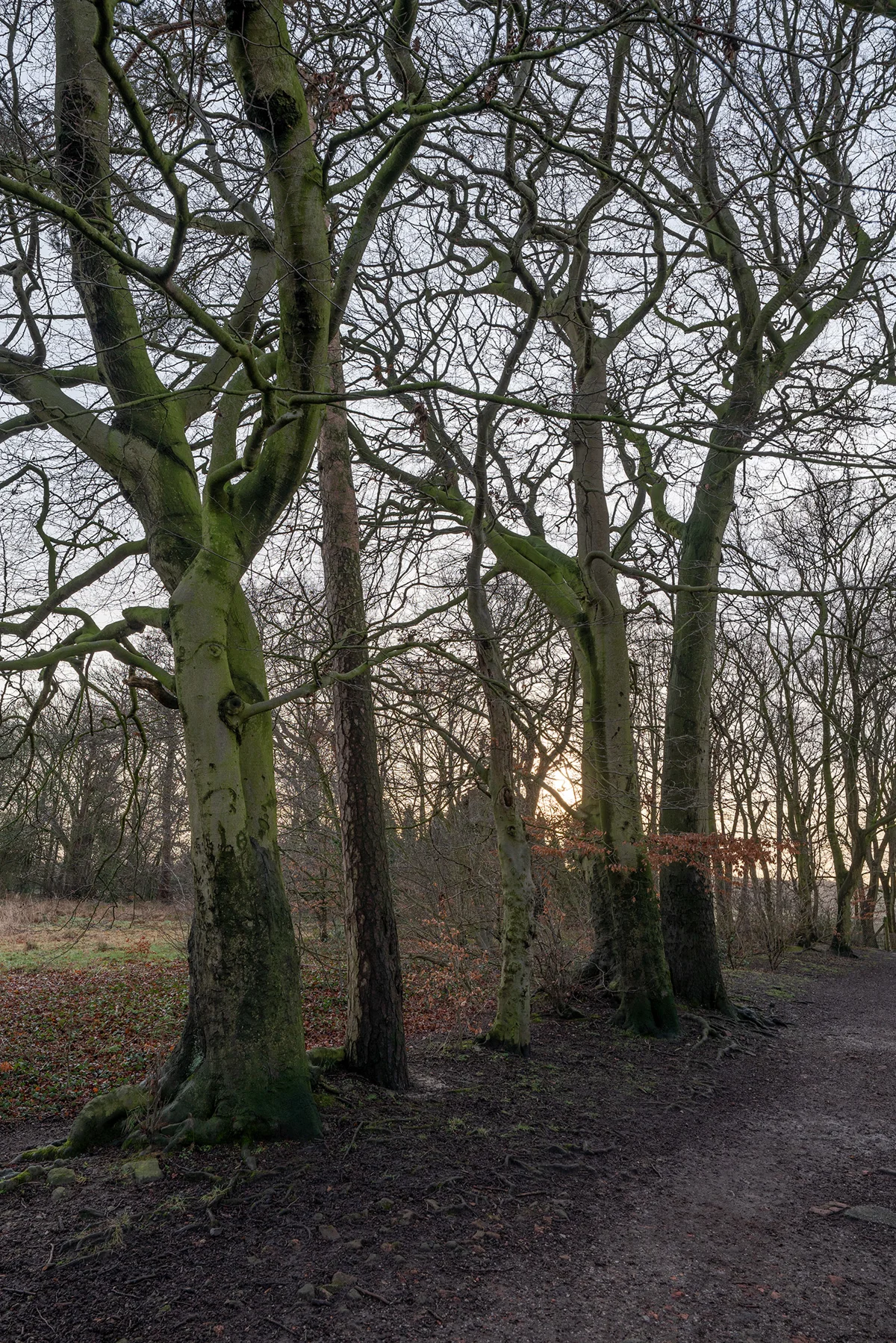 Moss-covered beech trees beside a woodland path at winter sunset, bare branches against a pale sky