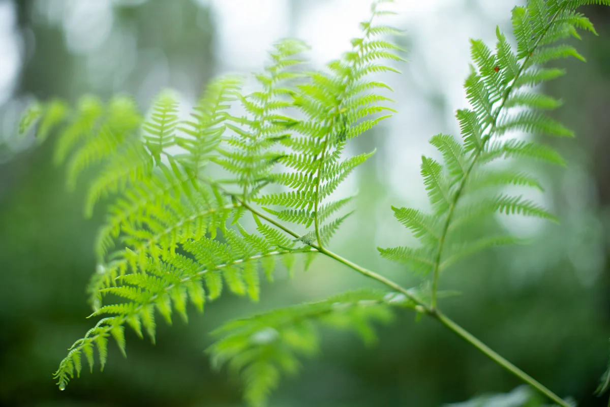 Bright green bracken fern fronds in soft woodland light against a misty forest backdrop