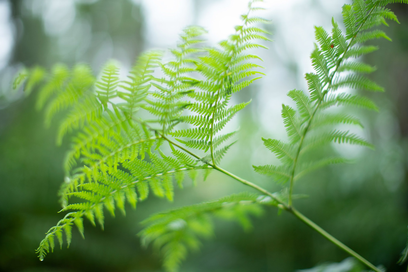  a close up of a plant