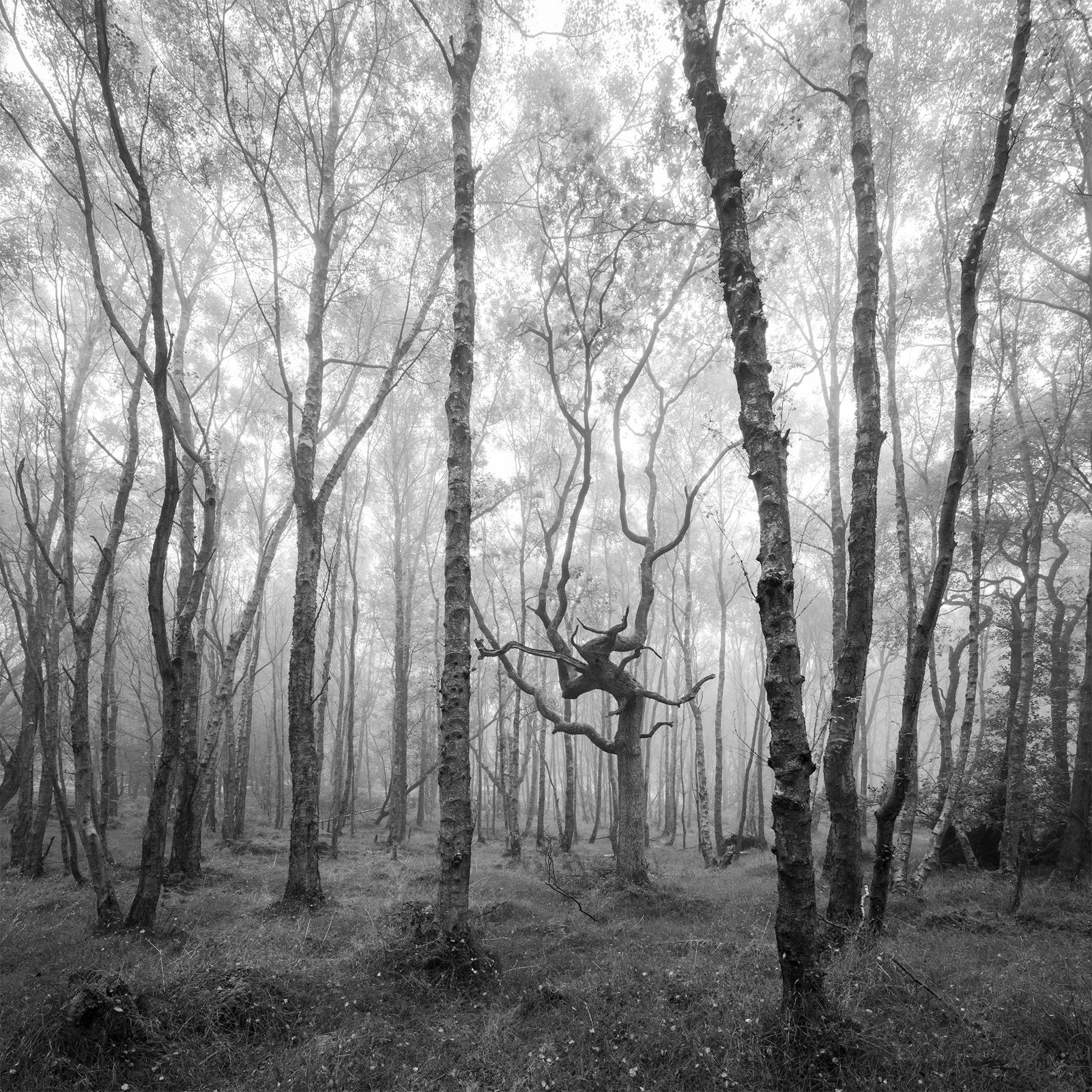 Misty forest scene with tall, slender trees evenly spaced across the frame. The branches are lightly covered with leaves, and the ground is scattered with grass and small plants. Ambient light softly filters through the fog, creating a tranquil and ethereal atmosphere. A distinctive, gnarled tree with twisted branches stands prominently near the centre.