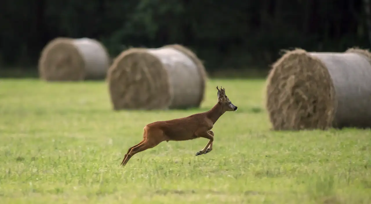 Deer leaping through a field with three large hay bales in the background, surrounded by lush green grass and a dark wooded area.