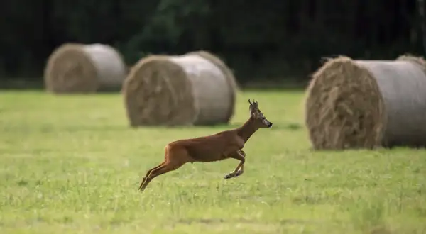 Deer leaping through a field with three large hay bales in the background, surrounded by lush green grass and a dark wooded area.