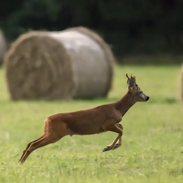 Deer