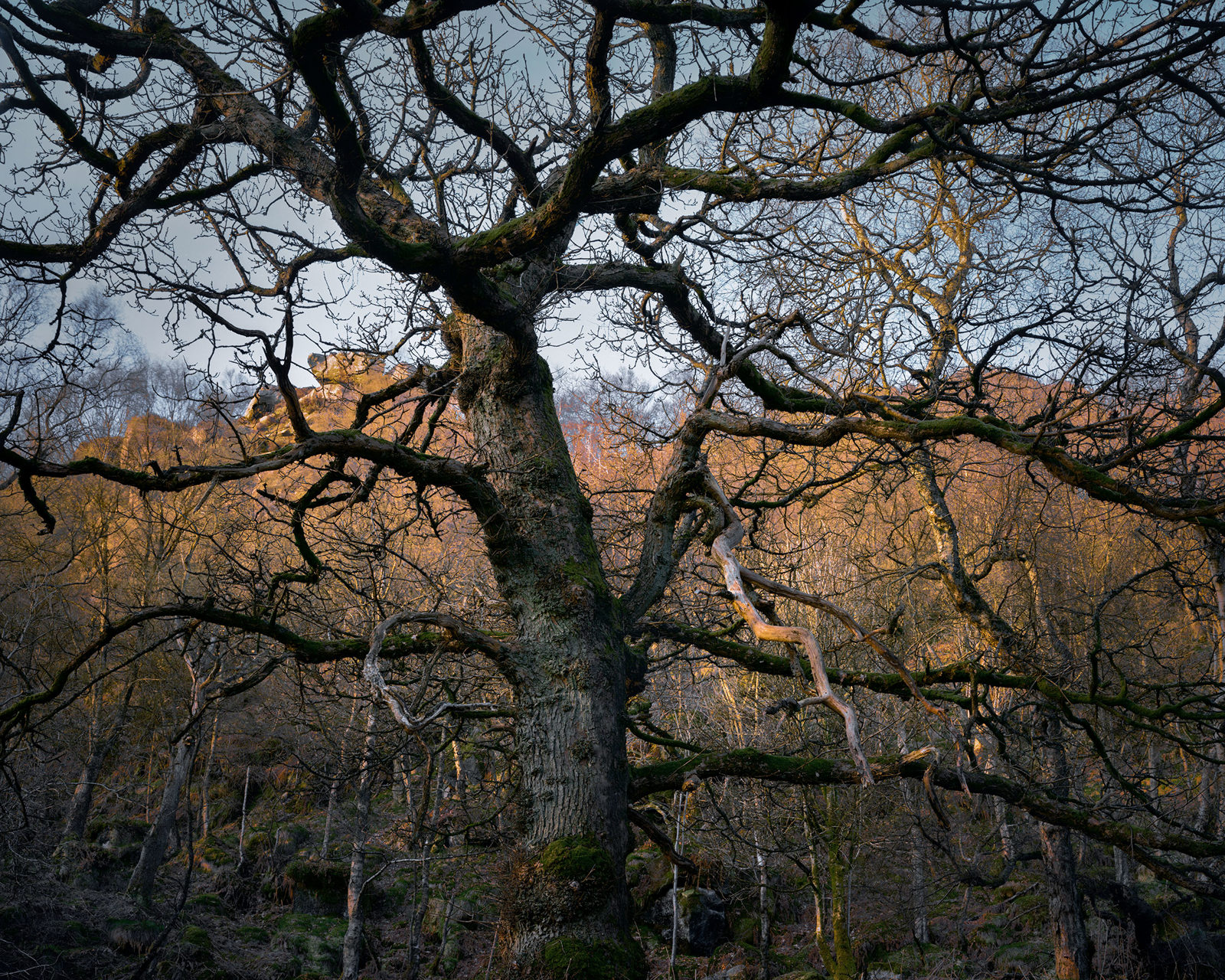 A large, leafless tree with thick, gnarled branches dominates the foreground. Its bark is covered in moss, adding texture. In the background, a hillside bathed in warm sunlight is visible, contrasting with the cooler tones of the tree. The sky is clear, providing a serene backdrop to the wooded scene.