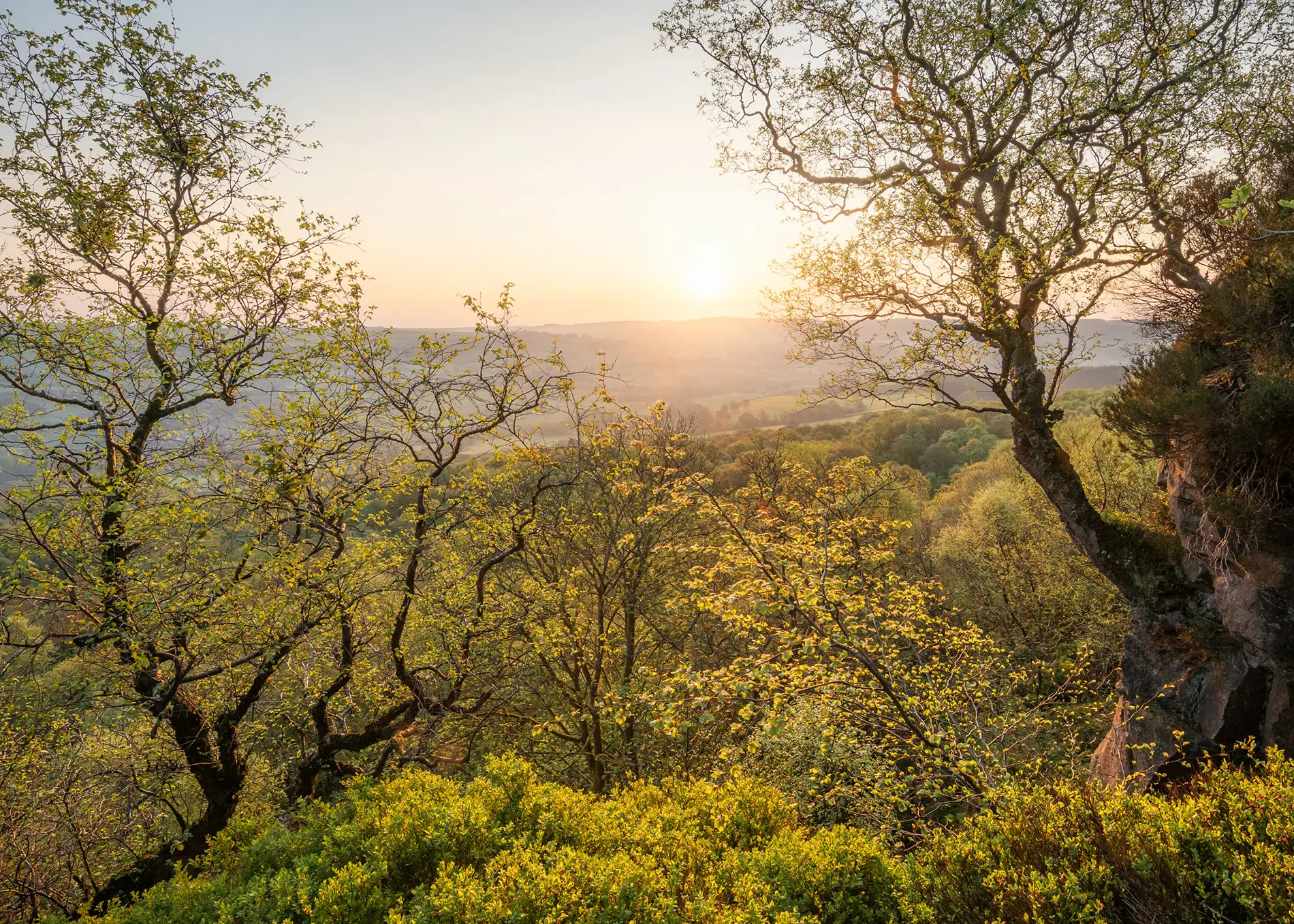 Sun setting over a wooded valley framed by oak trees with fresh spring leaves on a rocky hilltop
