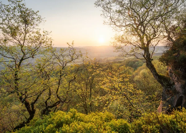 Sun setting over a wooded valley framed by oak trees with fresh spring leaves on a rocky hilltop
