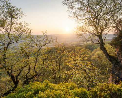 A Journey Through Ancient Woodland:  a giraffe standing next to a tree