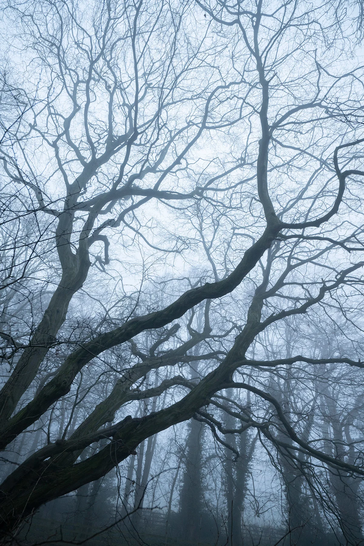 Bare, twisting tree branches in misty winter woodland under pale, foggy light