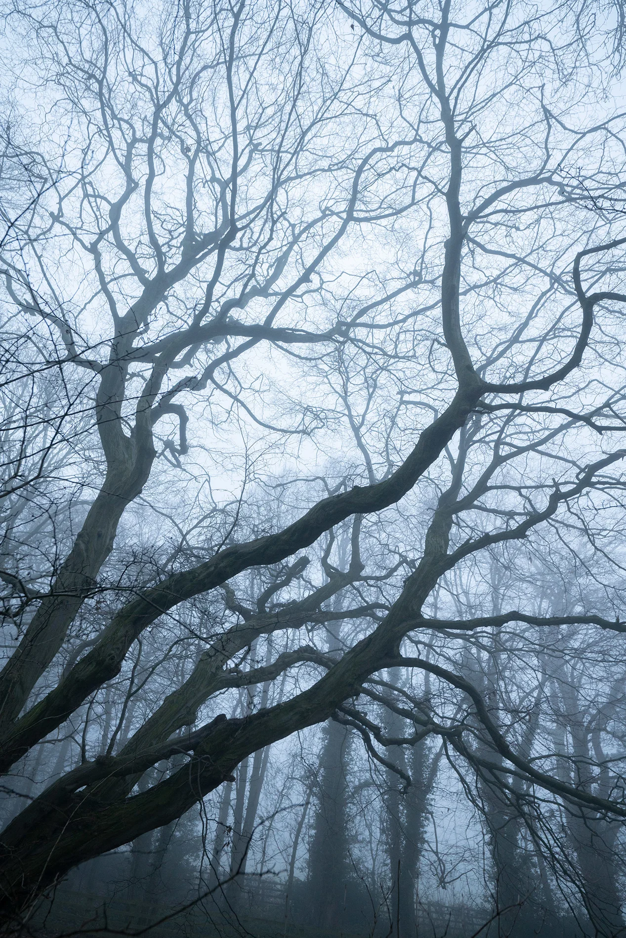 Bare, twisting tree branches in misty winter woodland under pale, foggy light