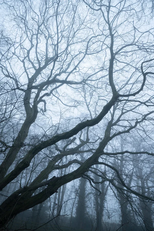 Bare, twisting tree branches in misty winter woodland under pale, foggy light