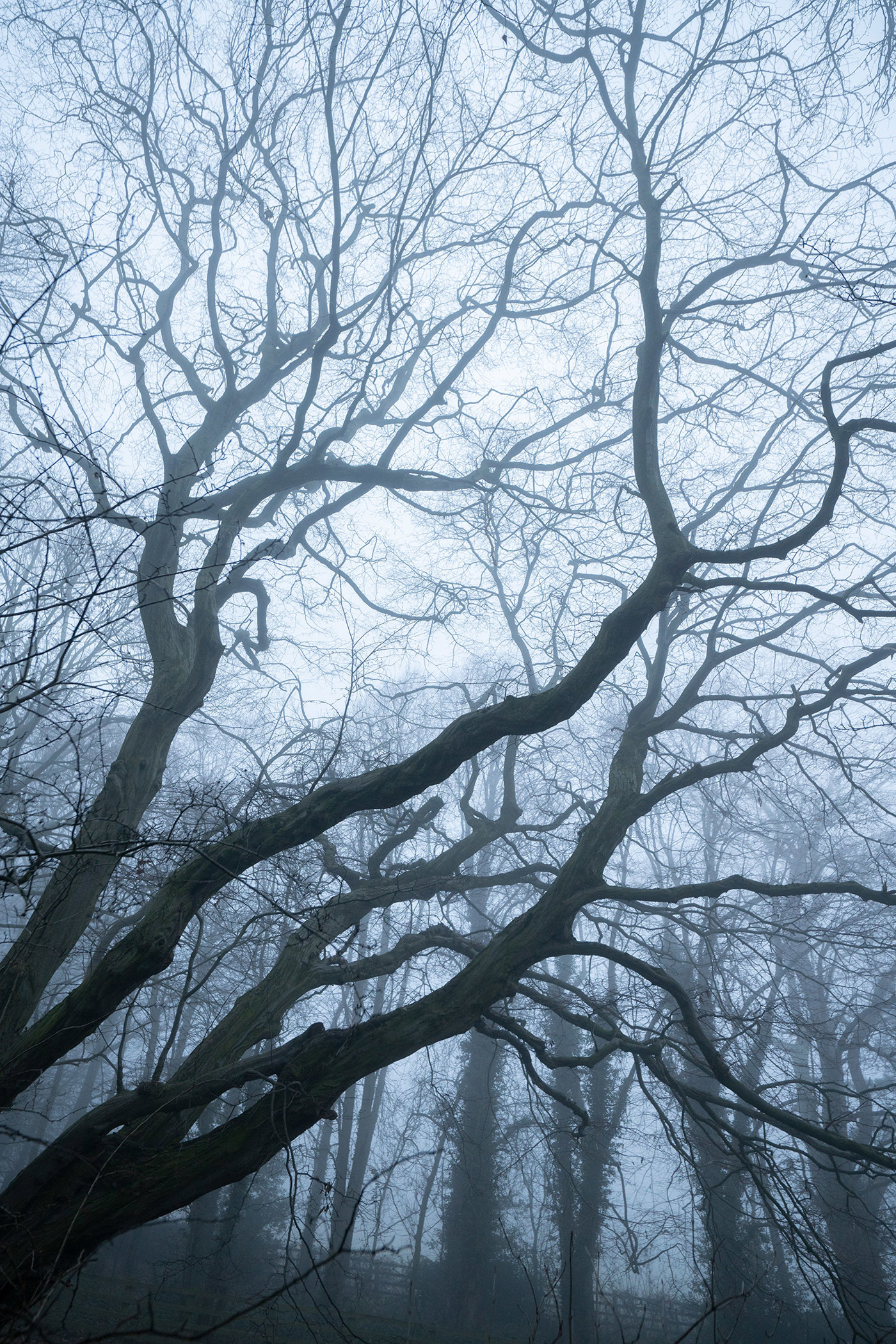  a tree in a forest