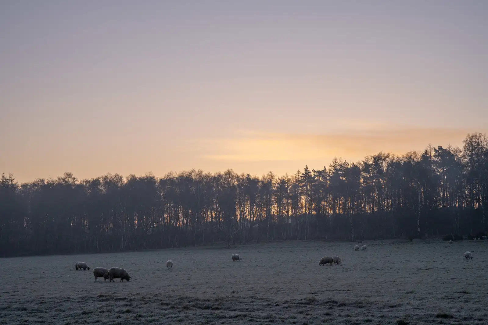 Sheep graze on a frosty field at dawn, with a line of silhouetted trees in the background. The sky is a gradient of pale orange and soft purple, suggesting an early morning sunrise.