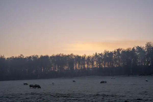 Sheep graze on a frosty field at dawn, with a line of silhouetted trees in the background. The sky is a gradient of pale orange and soft purple, suggesting an early morning sunrise.