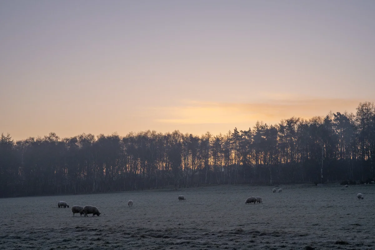 Sheep grazing in a frosty farmland meadow at dawn beside a treeline under a soft orange and lilac sky
