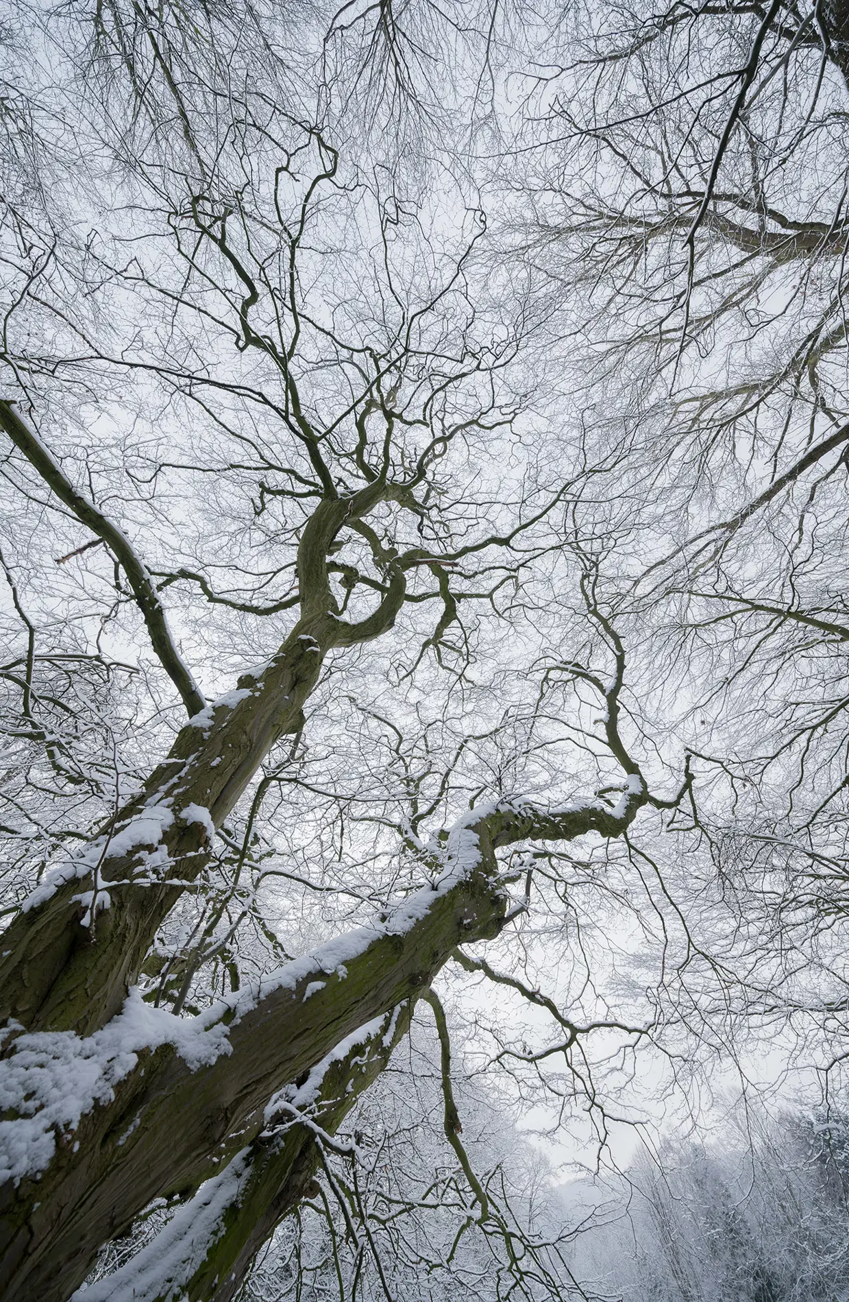 Snow-laden gnarled tree branches reaching into a pale grey winter sky in woodland