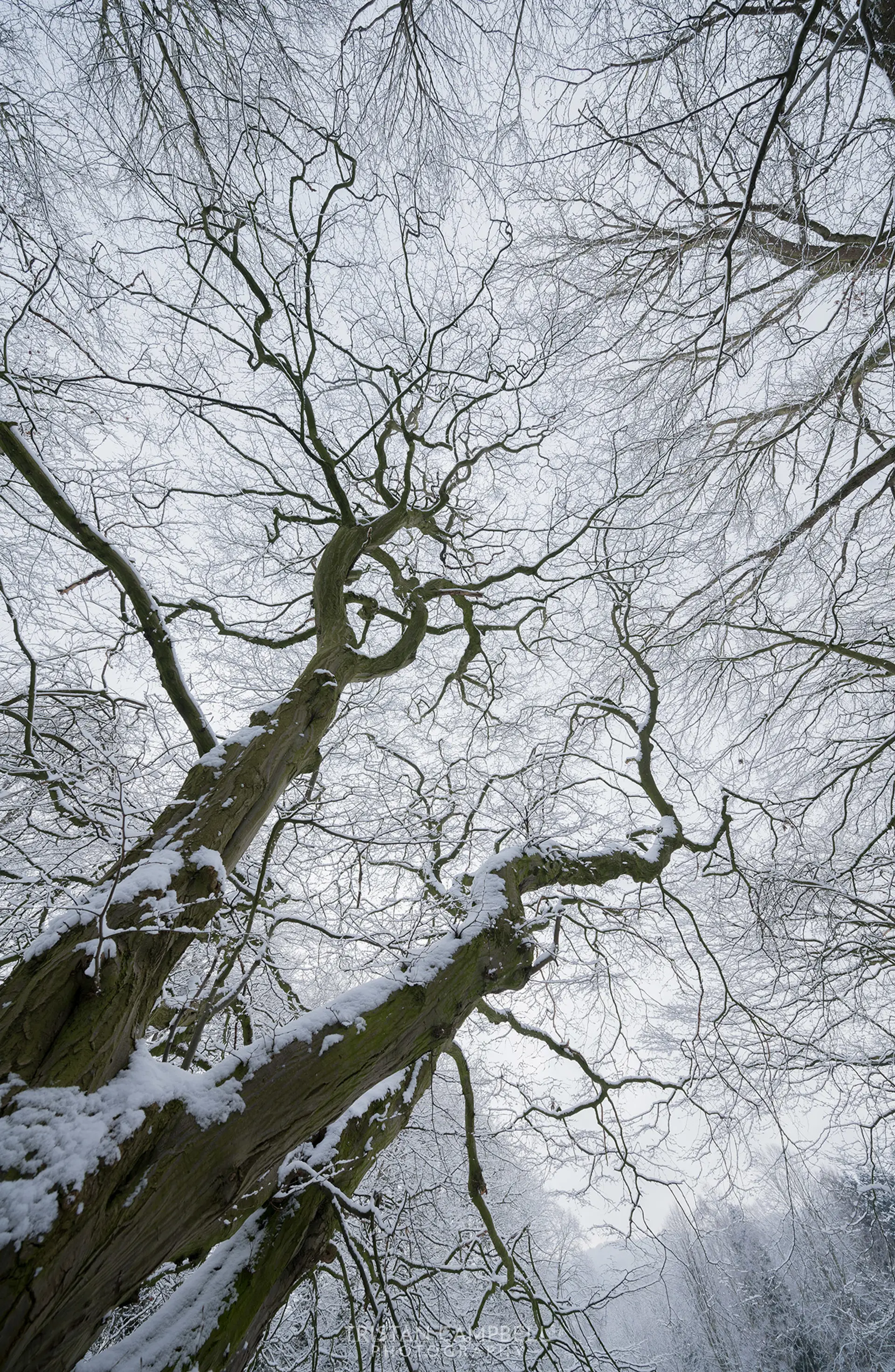 Snow-covered trees with twisting branches, viewed from below against a grey winter sky. Branches form intricate patterns, creating a stark contrast with the snowy surroundings.