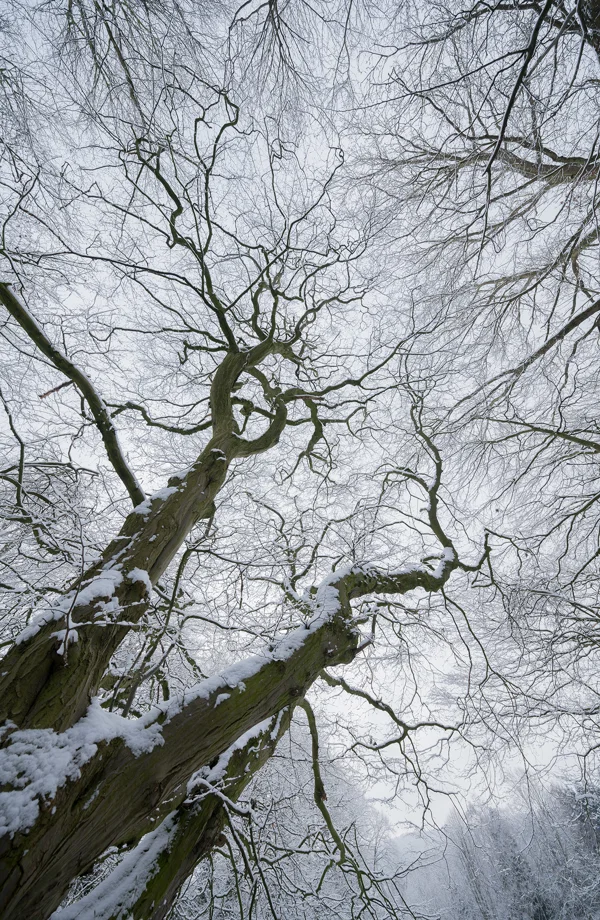 Snow-laden gnarled tree branches reaching into a pale grey winter sky in woodland
