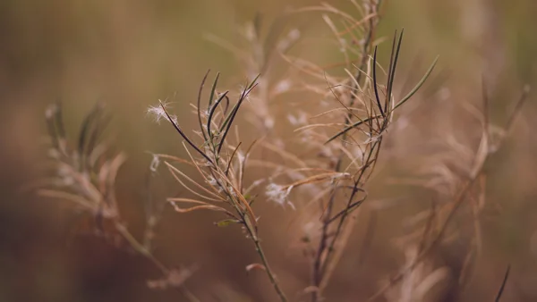 Seeding willowherb stems with wispy white seed heads in a wild meadow, soft autumn light
