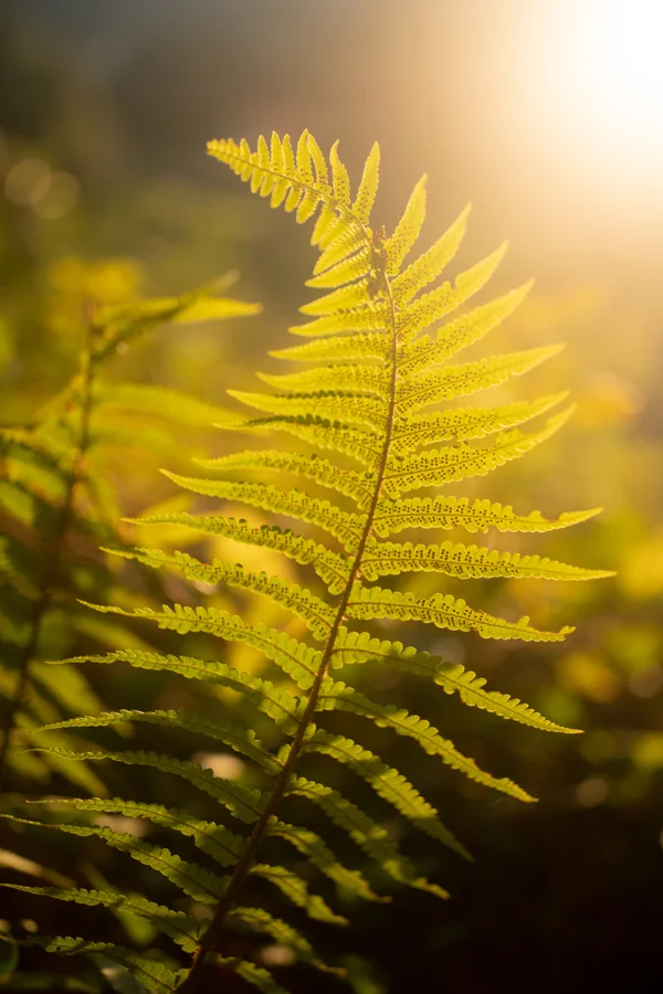 Backlit fern frond glowing green in golden woodland sunlight, with soft bokeh behind