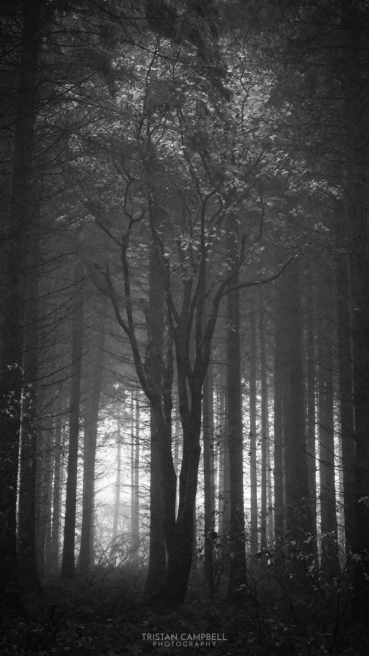 Misty woodland scene in black and white, featuring a dense cluster of tall, slender trees with sparse branches. A single, more gnarled tree stands prominently in the foreground. Light filters through the forest, creating a soft, ethereal glow in the background. The ground is covered with undergrowth and fallen leaves.