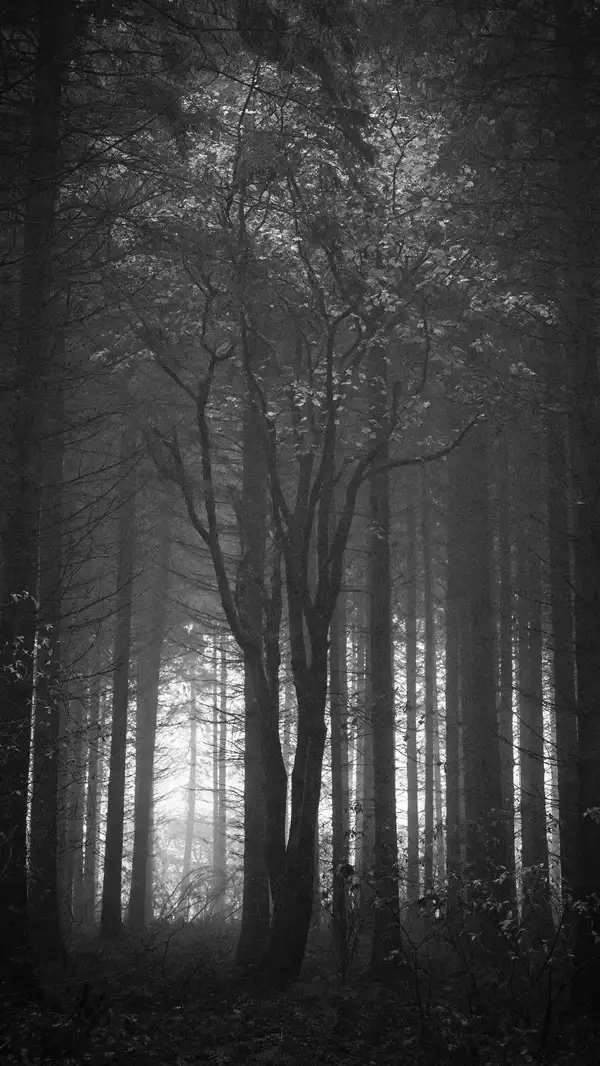 Misty woodland scene in black and white, featuring a dense cluster of tall, slender trees with sparse branches. A single, more gnarled tree stands prominently in the foreground. Light filters through the forest, creating a soft, ethereal glow in the background. The ground is covered with undergrowth and fallen leaves.