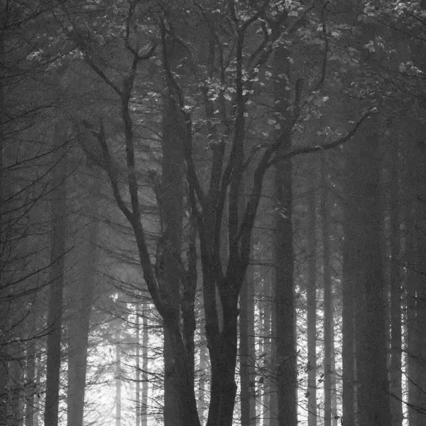 Trees IV