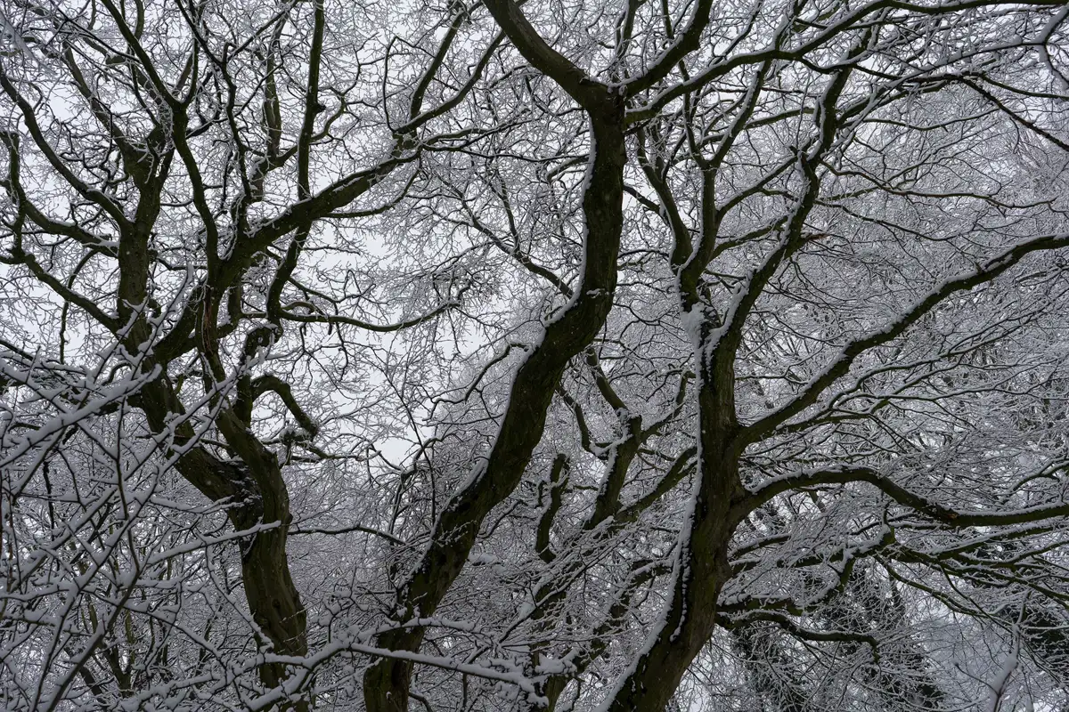 Snow-covered tree branches with dark, twisting trunks and branches forming intricate patterns against a grey sky. The snow clings to the branches, highlighting their outlines and creating a stark contrast with the dark wood.