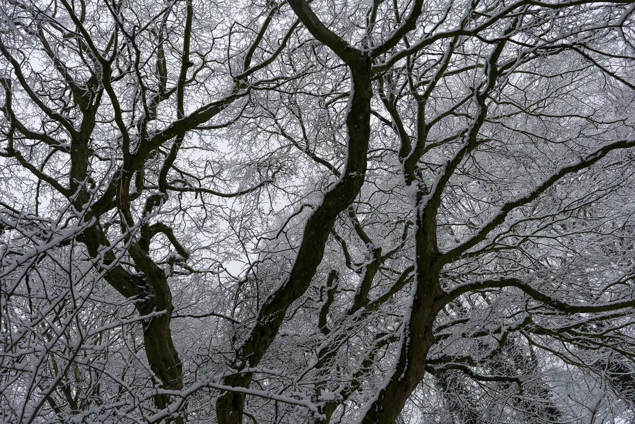 Snow-covered tree branches with dark, twisting trunks and branches forming intricate patterns against a grey sky. The snow clings to the branches, highlighting their outlines and creating a stark contrast with the dark wood.