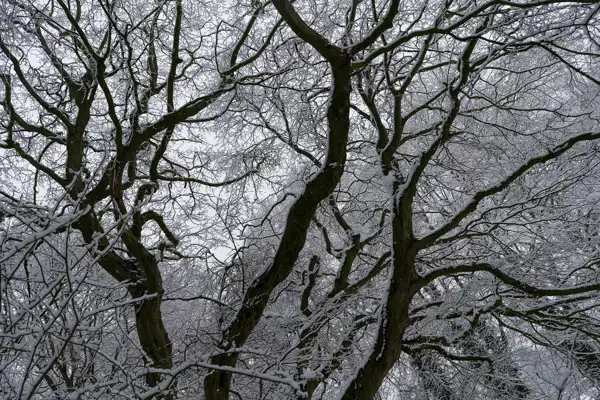 Snow-covered tree branches with dark, twisting trunks and branches forming intricate patterns against a grey sky. The snow clings to the branches, highlighting their outlines and creating a stark contrast with the dark wood.