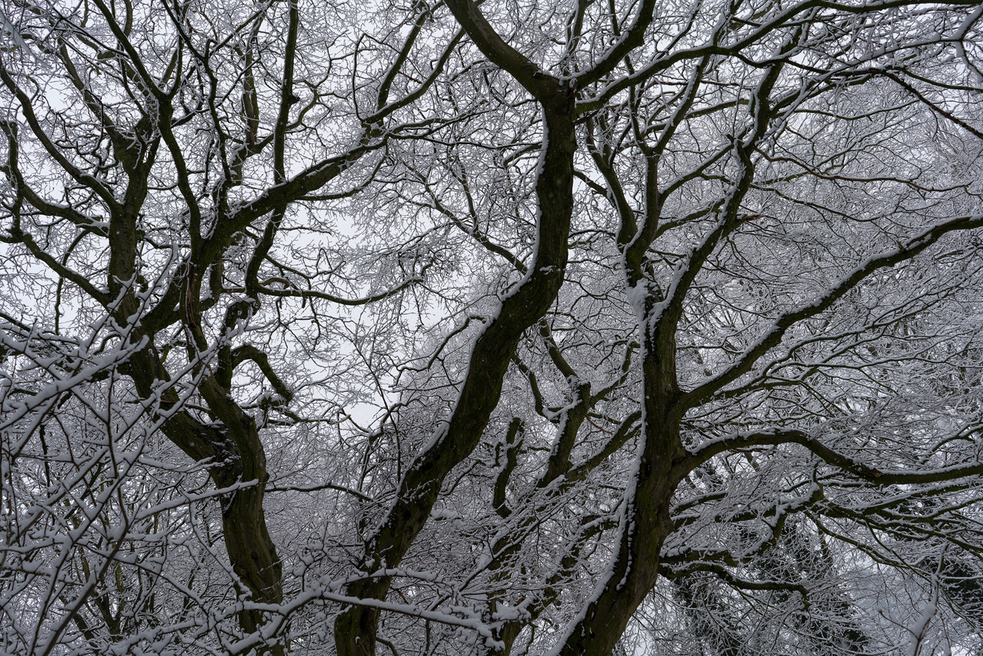  a close up of a tree