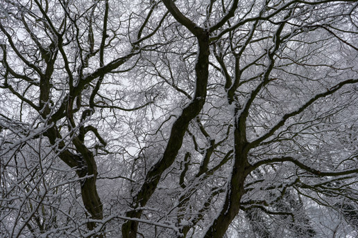  a close up of a tree