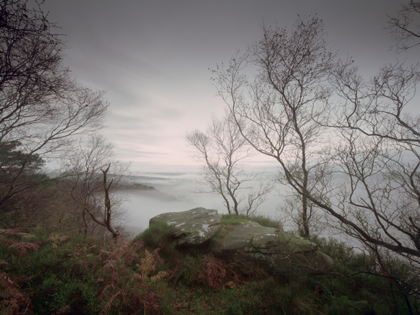 Ancient Woodland A tranquil scene within an ancient North Yorkshire woodland, dominated by a soft, dense mist blanketing the landscape. Foreground features a moss-covered rock ledge, framed by slender, bare-branched trees and delicate ferns. The ethereal haze imparts a serene, otherworldly quality.