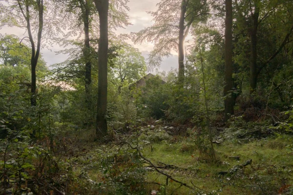 Stone barn glimpsed through dense beech woodland and undergrowth at dawn