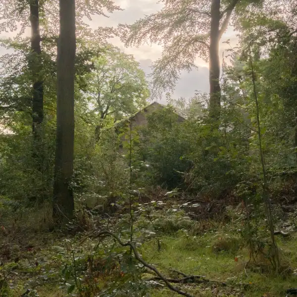 Swinsty Woods