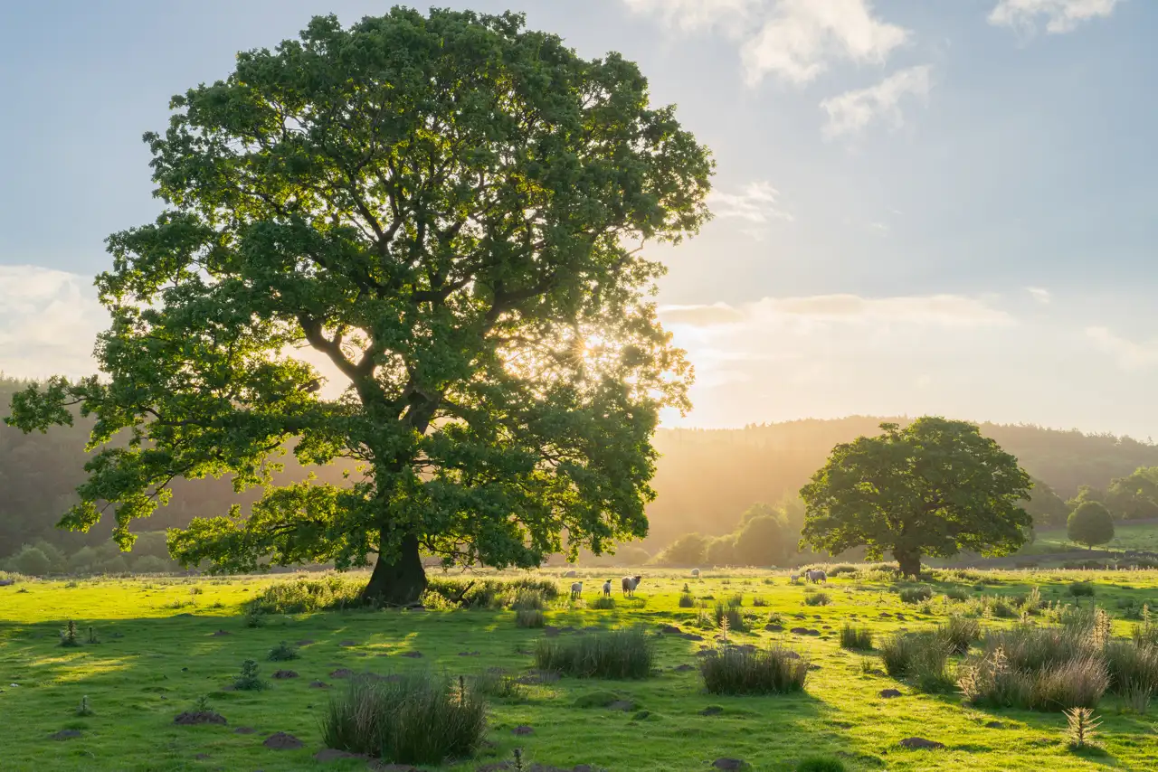 Large oak tree in a sunlit field casting long shadows on lush, green grass. Sunlight streams through the branches, illuminating distant sheep grazing and another tree in the background. Soft, scattered clouds dot the clear sky.