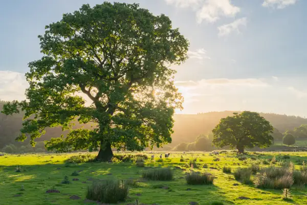 Large oak tree in a sunlit field casting long shadows on lush, green grass. Sunlight streams through the branches, illuminating distant sheep grazing and another tree in the background. Soft, scattered clouds dot the clear sky.