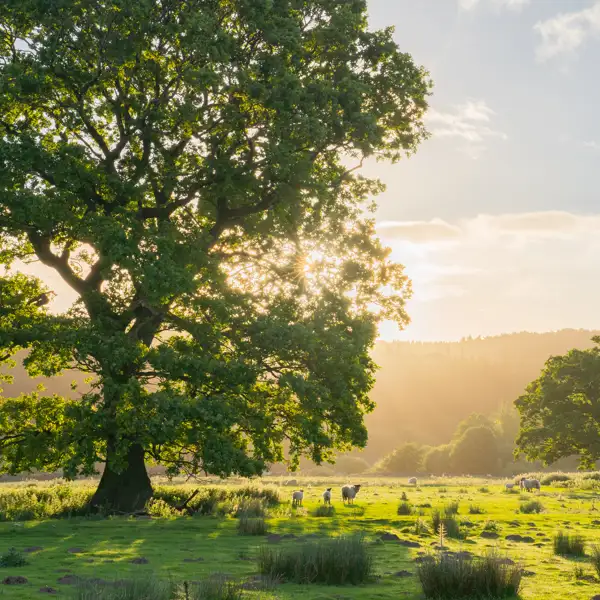 June early morning light