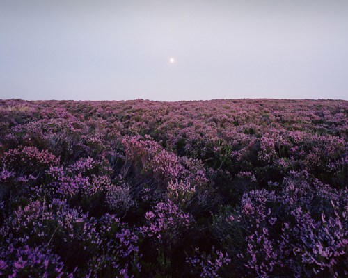 Nightscapes: Twilight falls over a North Yorkshire moorland carpeted in heather. Vibrant mauve blossoms blanket the landscape, gently fading into a dusky sky where a soft, full moon emits a calm glow. a group of purple flowers in a field with Hitachi Seaside Park in the background