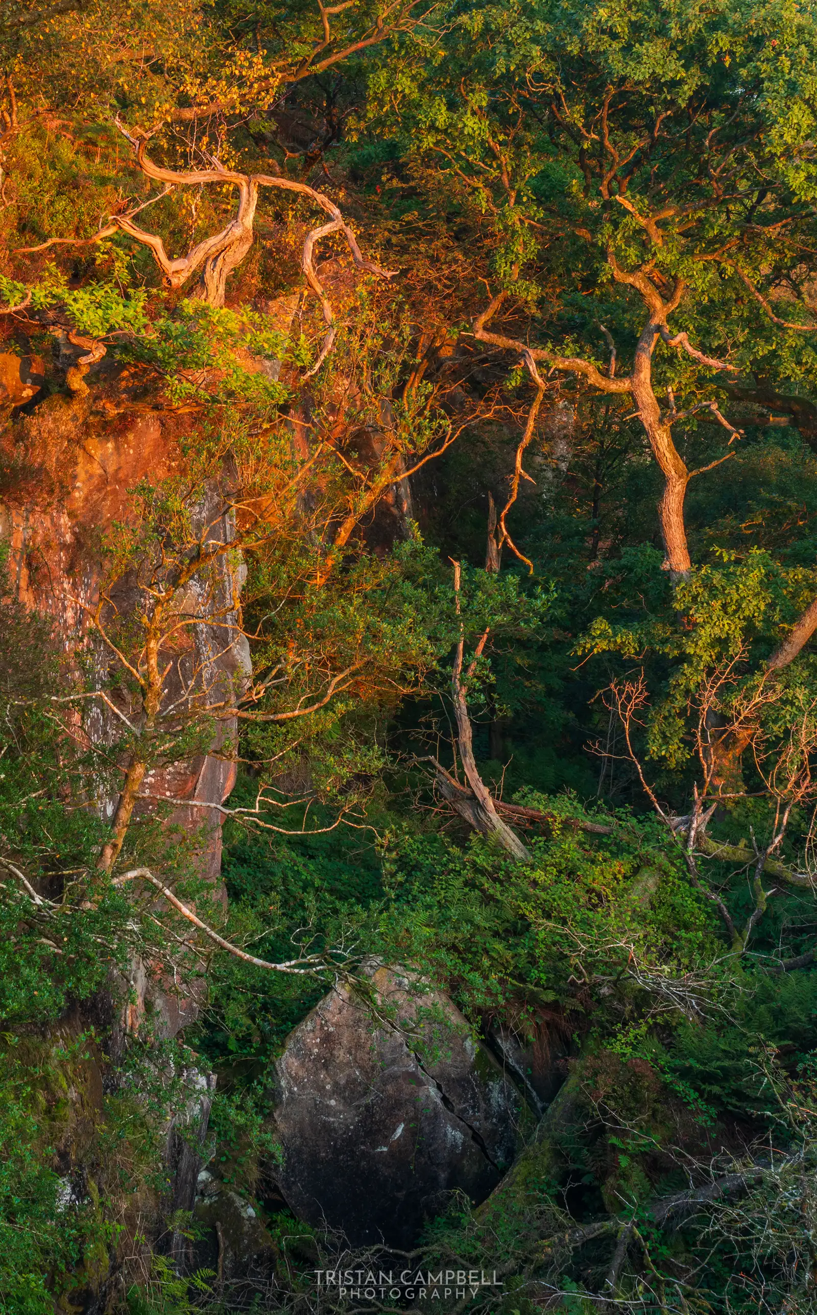 Twisted tree branches illuminated by warm sunlight cascade over a rocky cliff surrounded by lush green foliage. The rock face is partially covered in moss, and the scene is bathed in an amber glow from the setting sun.