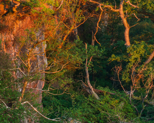 A Journey Through Ancient Woodland: Lush North Yorkshire woodland at sunrise. Sunlight bathes the twisted branches of towering trees in a warm golden hue, contrasting with the cool greenery in shadowed areas. Rugged rocks nestled among the foliage add a textural depth to the tranquil scene. a rock in the middle of a forest